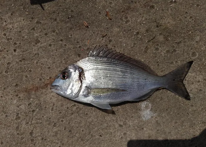 L'escale Mobil'home Giana * Agde